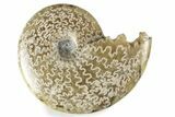 Polished Ammonite (Cleoniceras) Fossil - Madagascar #358463-1
